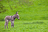 MAM 14 KH0075 01
Cotentin Donkey Newborn Walking In Meadow Profile