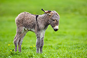 MAM 14 KH0076 01
Cotentin Donkey Newborn Standing In Meadow Profile