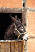 MAM 14 KH0077 01
Head Shot Of Grand Noir Du Berry Donkey Peeking Head Out Of Stable