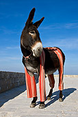 MAM 14 KH0078 01
Common Donkey Wearing Trousers Standing On Brick Path