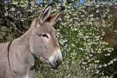 MAM 14 KH0079 01
Head Shot Of Cotentin Donkey Standing By Cherry Blossom Tree