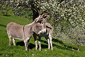MAM 14 KH0080 01
Common And Cotentin Donkeys Standing By Cherry Blossom Tree