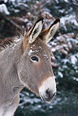 MAM 14 KH0081 01
Head Shot Of Cotentin Donkey With Snow On Face