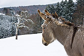 MAM 14 KH0082 01
Head Shot Of Cotentin Donkey Standing In Snowy Forest