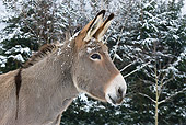 MAM 14 KH0083 01
Head Shot Of Cotentin Donkey Standing In Snowy Forest