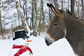 MAM 14 KH0084 01
Head Shot Of Cotentin Donkey Looking At Snowman