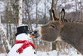 MAM 14 KH0085 01
Head Shot Of Cotentin Donkey Eating Snowman's Carrot Nose