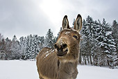 MAM 14 KH0086 01
Close-Up Of Cotentin Donkey Standing In Snowy Forest