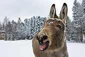 MAM 14 KH0087 01
Close-Up Of Cotentin Donkey Braying In Snowy Forest