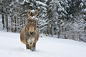 MAM 14 KH0088 01
Cotentin Donkey Standing In Snowy Forest