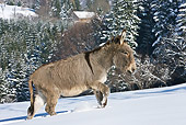 MAM 14 KH0089 01
Cotentin Donkey Walking Up Snowy Hill