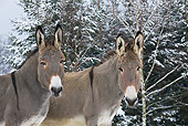 MAM 14 KH0090 01
Close-Up Of Cotentin Donkeys Standing In Snowy Forest
