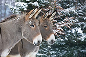 MAM 14 KH0091 01
Close-Up Of Cotentin Donkeys Standing In Snowy Forest