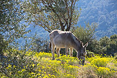 MAM 14 KH0092 01
Greek Donkey Grazing In Spring Meadow