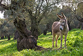 MAM 14 KH0093 01
Greek Donkey Standing In Spring Meadow