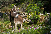 MAM 14 KH0094 01
Greek Donkey Standing In Spring Meadow By Wildflowers