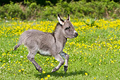 MAM 14 KH0097 01
Miniature Donkey Colt Galloping In Meadow Of Buttercups