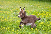MAM 14 KH0098 01
Miniature Donkey Colt Galloping In Meadow Of Buttercups
