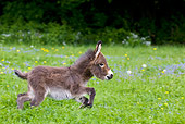 MAM 14 KH0099 01
Miniature Donkey Colt Galloping In Meadow Of Buttercups