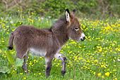 MAM 14 KH0100 01
Miniature Donkey Colt 
Walking In Meadow Of Buttercups