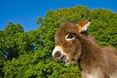 MAM 14 KH0101 01
Head Shot Of Miniature Donkey Colt 
Standing In Meadow