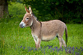 MAM 14 KH0103 01
Miniature Donkey Standing In Meadow With Wildflowers