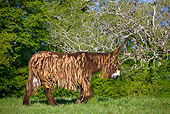 MAM 14 KH0104 01
Poitou Donkey Walking In Spring Meadow