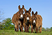 MAM 14 KH0105 01
Three Poitou Donkeys Standing In Meadow