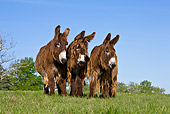 MAM 14 KH0106 01
Three Poitou Donkeys Standing In Meadow