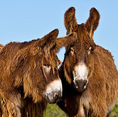 MAM 14 KH0107 01
Portrait Of Two Poitou Donkeys Standing In Meadow