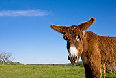 MAM 14 KH0108 01
Portrait Of Poitou Donkey Standing In Meadow