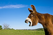 MAM 14 KH0109 01
Portrait Of Poitou Donkey Braying In Meadow