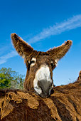 MAM 14 KH0110 01
Portrait Of Poitou Donkey Resting Head On Another In Meadow