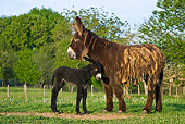 MAM 14 KH0111 01
Poitou Donkey Colt Nuzzling Mother In Meadow