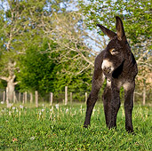 MAM 14 KH0112 01
Poitou Donkey Colt Standing In Meadow