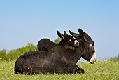 MAM 14 KH0114 01
Grand Noir Du Berry Donkey Mother And Colt Resting In Meadow France