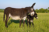 MAM 14 KH0115 01
Grand Noir Du Berry Donkey Mother And Newborn Foal Standing In Meadow France