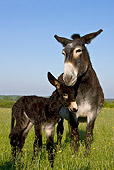 MAM 14 KH0117 01
Grand Noir Du Berry Donkey Mother And Newborn Foal Standing In Meadow France