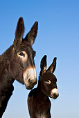 MAM 14 KH0118 01
Grand Noir Du Berry Donkey Mother And Foal Standing Against Blue Sky France
