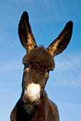 MAM 14 KH0119 01
Head Shot Of Grand Noir Du Berry Foal Standing Against Blue Sky France