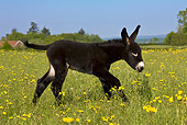 MAM 14 KH0120 01
Grand Noir Du Berry Colt Galloping Through Flowery Spring Meadow France