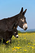 MAM 14 KH0121 01
Grand Noir Du Berry Mother And Foal Standing In Flowery Spring Meadow France