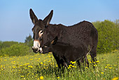MAM 14 KH0123 01
Grand Noir Du Berry Mother And Foal Standing In Flowery Spring Meadow France