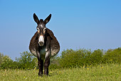 MAM 14 KH0124 01
Pregnant Grand Noir Du Berry Donkey Standing In Flowery Spring Meadow France
