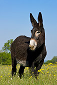 MAM 14 KH0125 01
Grand Noir Du Berry Donkey Standing In Flowery Spring Meadow France