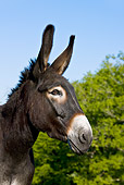 MAM 14 KH0126 01
Head Shot Of Grand Noir Du Berry Donkey France