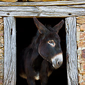 MAM 14 KH0127 01
Head Shot Of Common Donkey Peeking Head Out Of Old Barn France