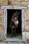 MAM 14 KH0128 01
Common Donkey Peeking Head Out Of Old Barn France