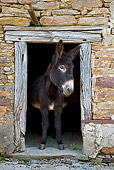 MAM 14 KH0129 01
Common Donkey Peeking Head Out Of Old Barn France