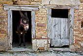 MAM 14 KH0130 01
Common Donkey Peeking Head Out Of Old Barn France